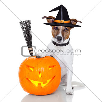 halloween pumpkin witch dog 