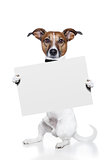 banner placeholder dog 