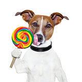 candy lollypop  licking  dog