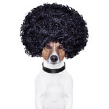 afro look hair dog funny