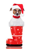 christmas dog in a red santa  boot