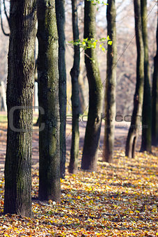 Trunks of  trees and yellow leaves in Autumn