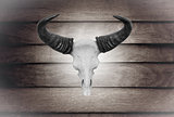 Closeup skull cow on wooden wall 