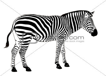 Vector zebra