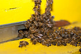 Entrance hive of bees