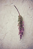Dried heather on marble background