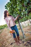 Young Female Farmer Inspecting the Grapes in Vineyard