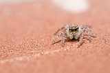 Spider on brown wall background