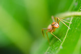 Spider on green leaf background