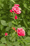 Pink rose in flowerbed