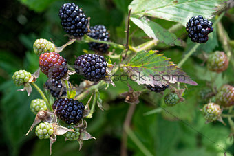 sprig of blackberries