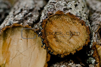 Sawed oak woodpile
