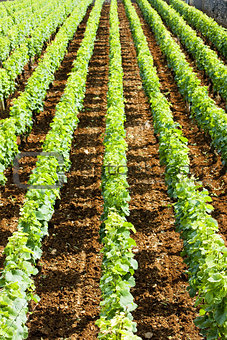 vineyard near Brochon, Cote de Nuits, Burgundy, France