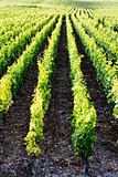 vineyards near Gevrey-Chambertin, Cote de Nuits, Burgundy, Franc