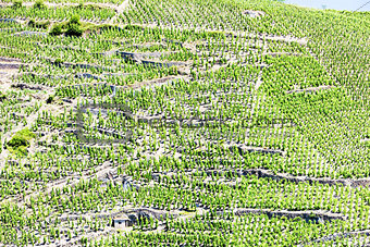 grand cru vineyards, Cote Rotie, Rhone-Alpes, France