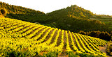 vineyards near Gigondas, Provence, France