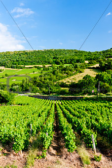 vineyard near Pouilly-Fuisse, Burgundy, France