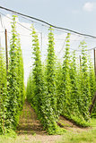 hops garden, Czech Republci