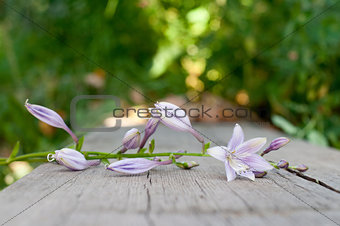 flowers on wooden planks 