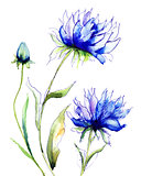 Blue Colored Cornflowers