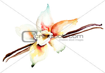 Vanilla pods and flower 