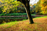 golden autumn in the park