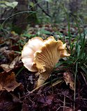 Chanterelle mushroom in the autumn forest