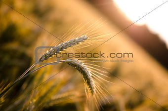 Agriculture concept