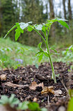 Closeup of young tomato seedling