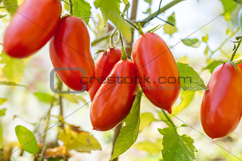 Elongated ripe red tomatoes