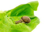 Garden snail eating lettuce