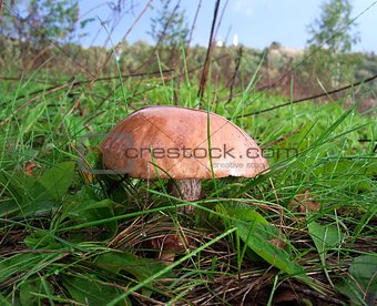 brown cap boletus in a field