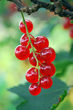 A branch of the ripe berries of a red currant.