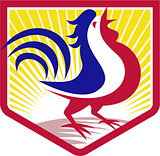 Rooster Cockerel Crowing Crest