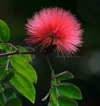 Silk Tree Flower 