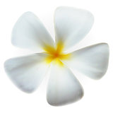 Frangipani Flower isolated on white, vector Eps10 image