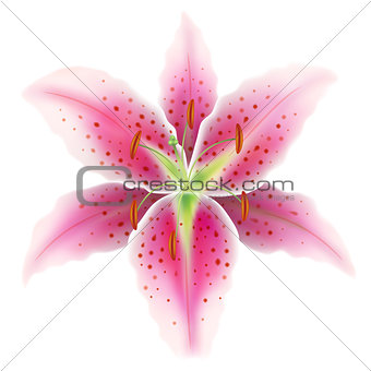 Pink lily on a white background, vector Eps10 illustration.
