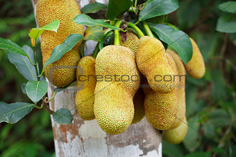 Tropical plant - jackfruit tree in forest
