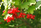 Viburnum berries on the bush
