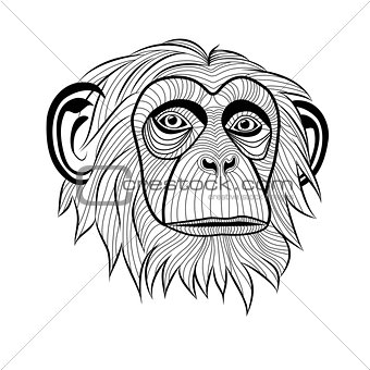Monkey chimpanzee head