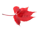 Red autumn virginia creeper leave