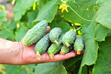 several cucumbers in a hand of farmer