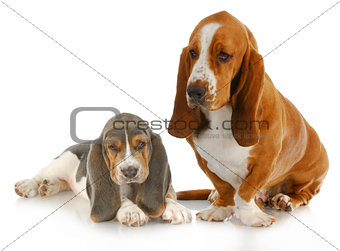two basset hounds
