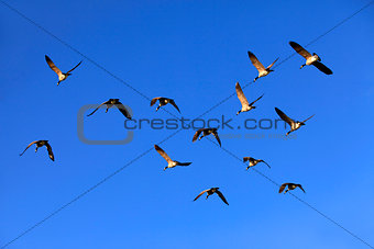 Flying Group Of Geese