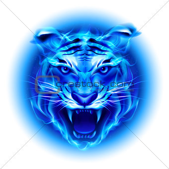 Head of blue fire tiger.