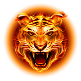 Head of fire tiger