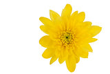 yellow chrysanthemum