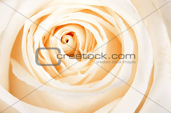 background of white roses