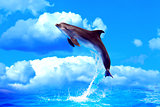Dolphin High Jump