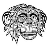 Monkey chimpanzee head